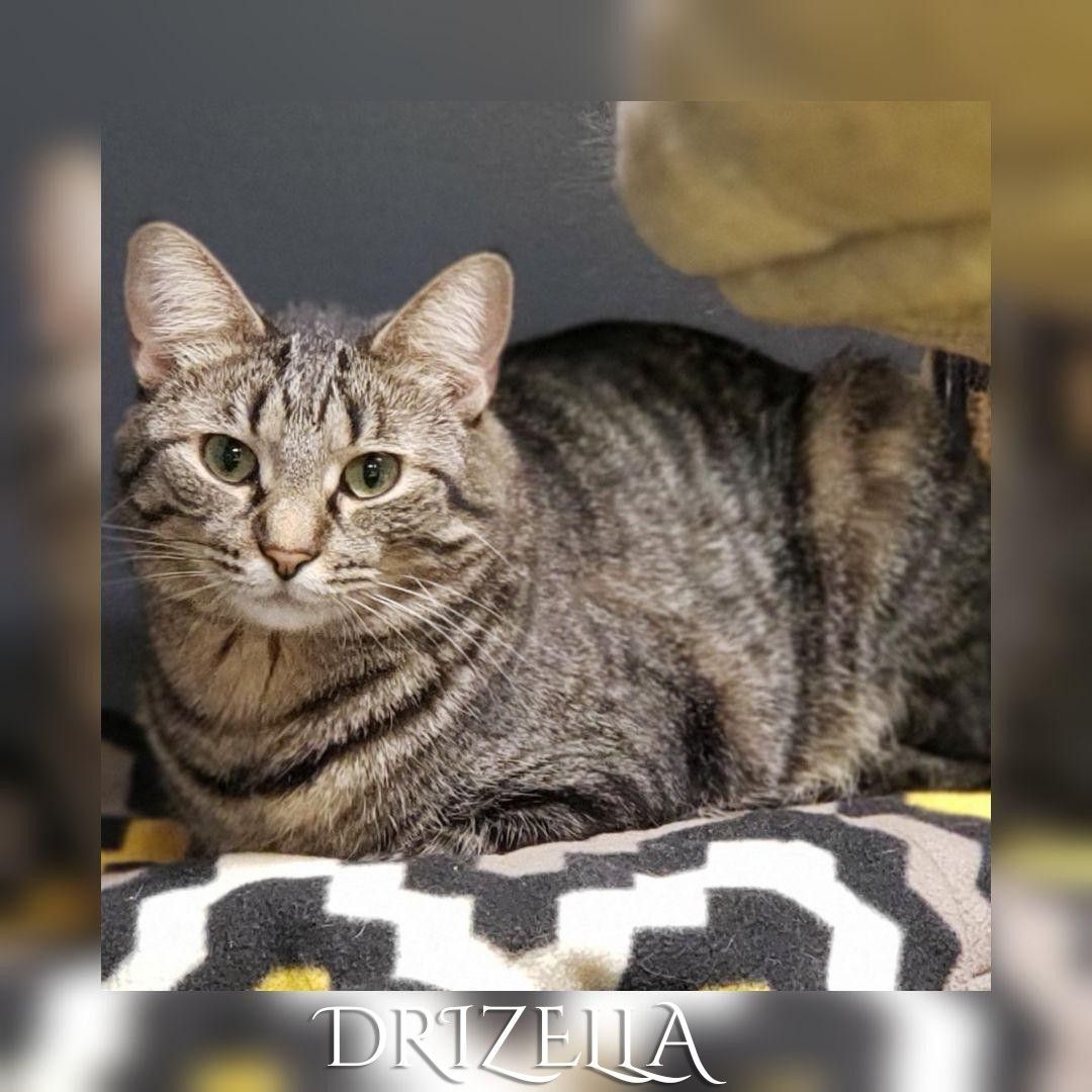Enlarge Drizella, a Adoptable Domestic Short Hair in Whiting, IN image 11/14