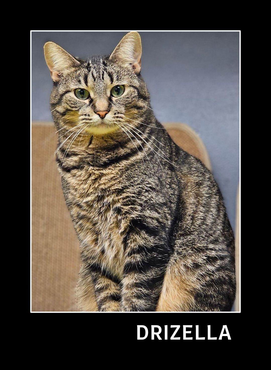 Drizella, a Adoptable Domestic Short Hair in Whiting, IN image 1/14