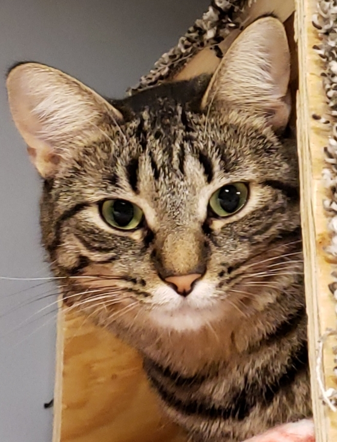 Enlarge Drizella, a Adoptable Domestic Short Hair in Whiting, IN image 12/14