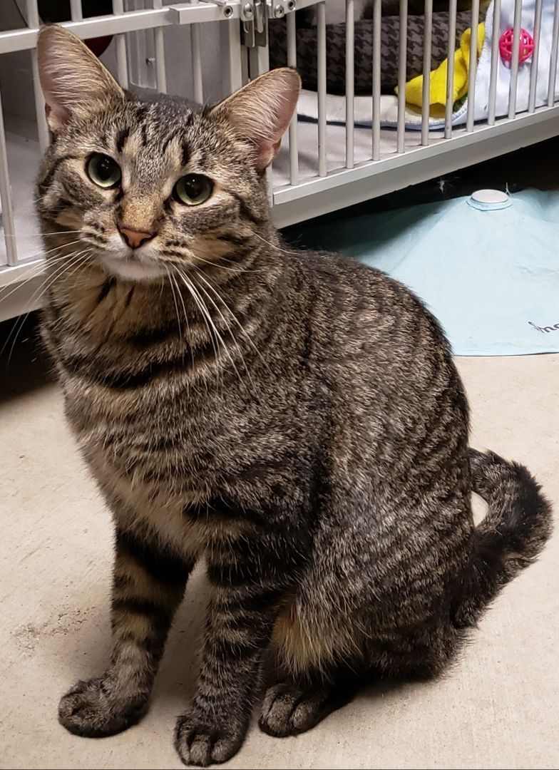 Enlarge Drizella, a Adoptable Domestic Short Hair in Whiting, IN image 13/14