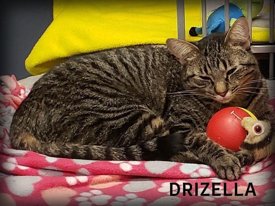 Enlarge Drizella, a Adoptable Domestic Short Hair in Whiting, IN image 14/14