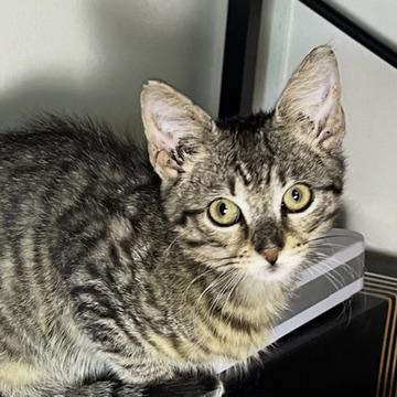 Enlarge MOOSE, a Adoptable Domestic Short Hair in KENTON, DE image 3/6