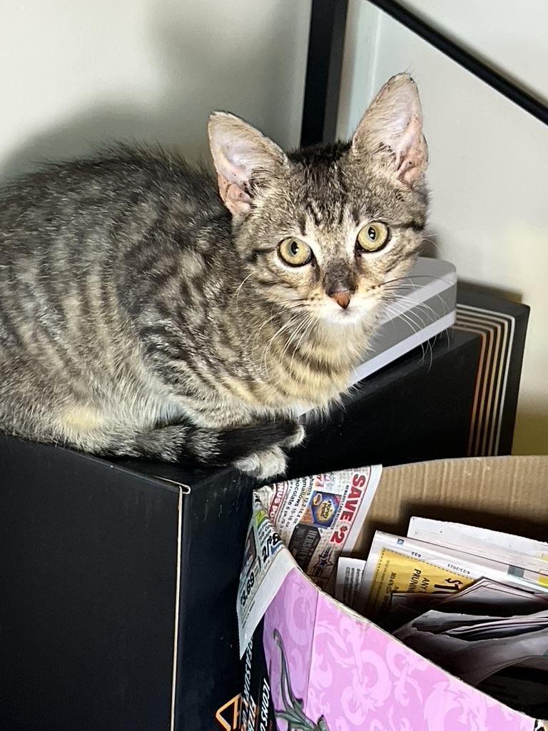 Enlarge MOOSE, a Adoptable Domestic Short Hair in KENTON, DE image 4/6