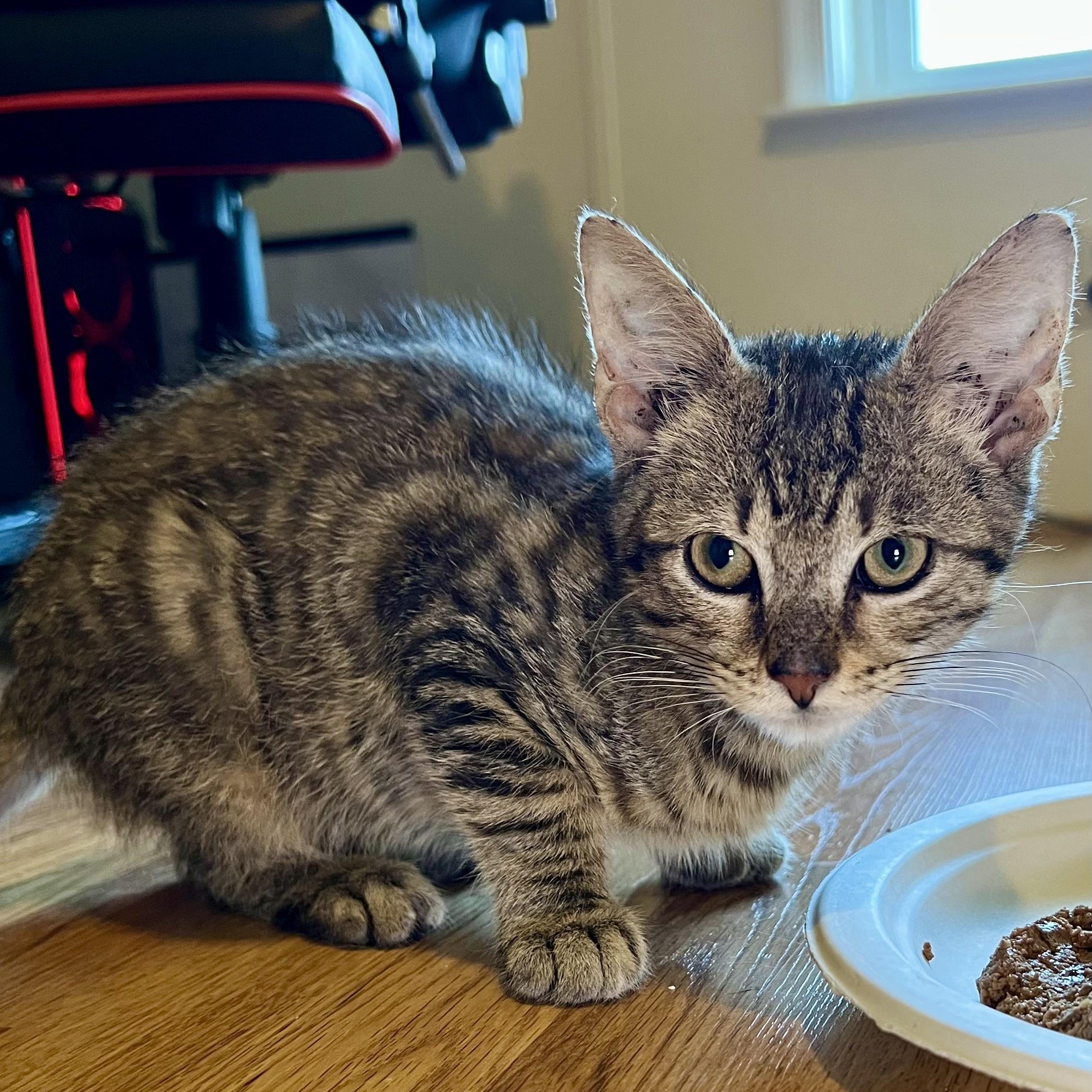 Enlarge MOOSE, a Adoptable Domestic Short Hair in KENTON, DE image 2/6