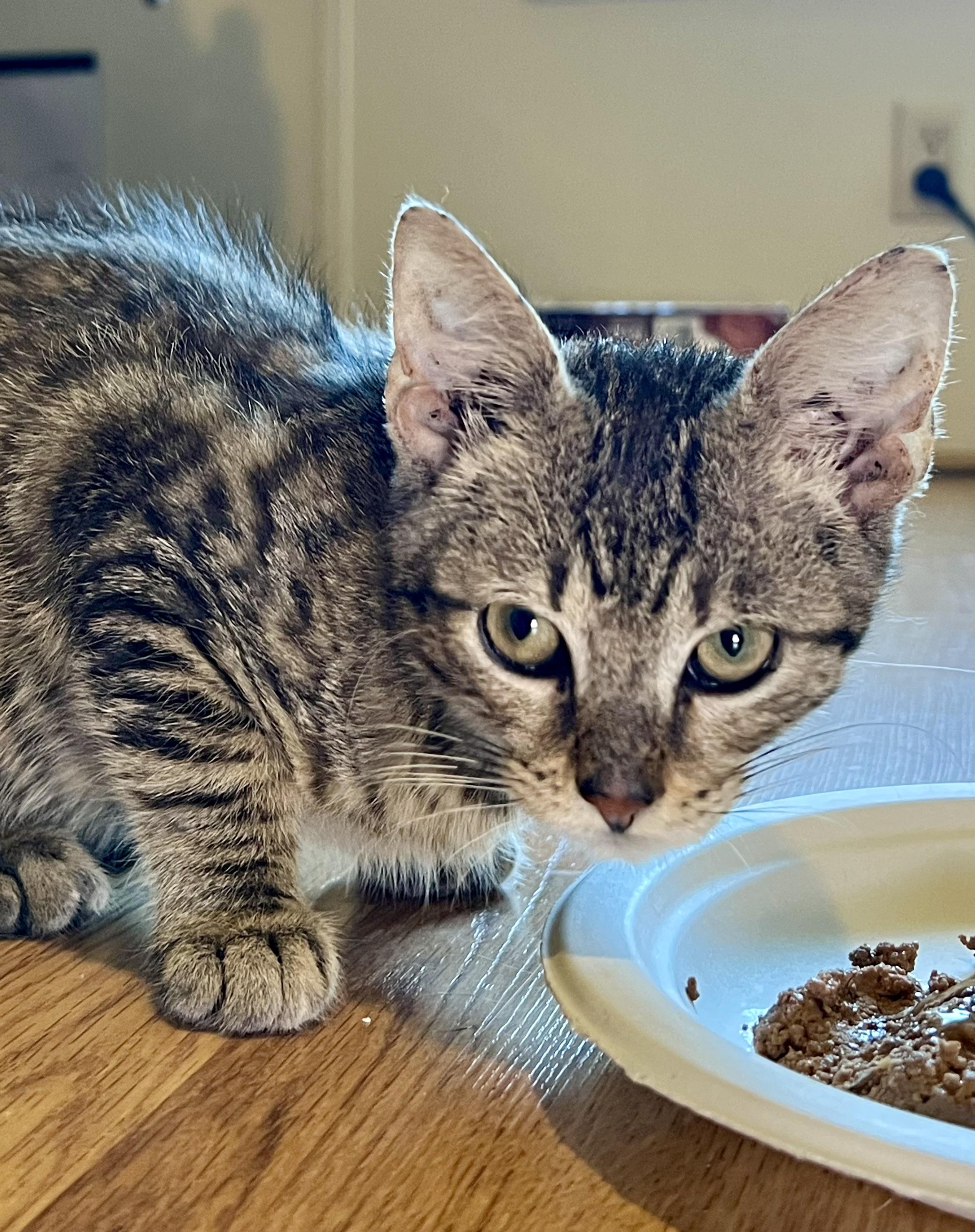 MOOSE, Adoptable, Young Male Domestic Short Hair.