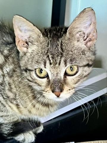 Enlarge MOOSE, a Adoptable Domestic Short Hair in KENTON, DE image 5/6