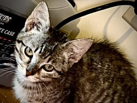 Enlarge MOOSE, a Adoptable Domestic Short Hair in KENTON, DE image 6/6