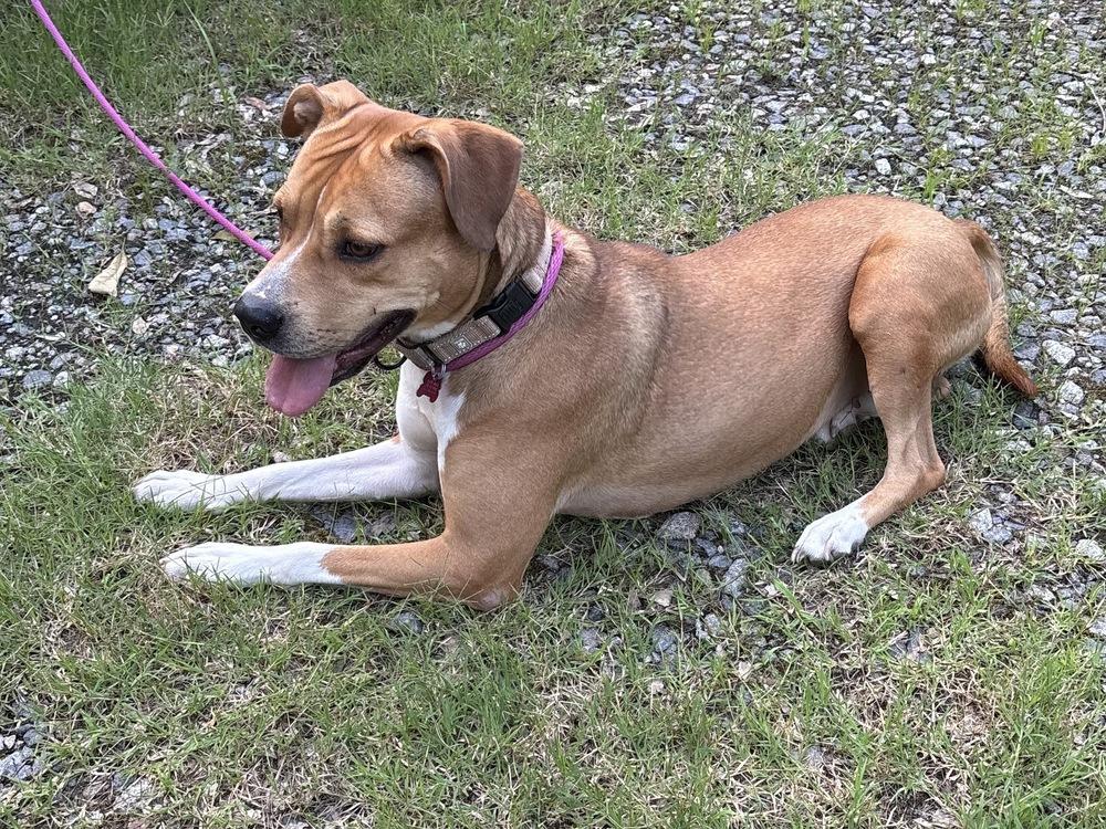 Buttercup, a Adoptable mixed breed in Boston, MA image 2/5
