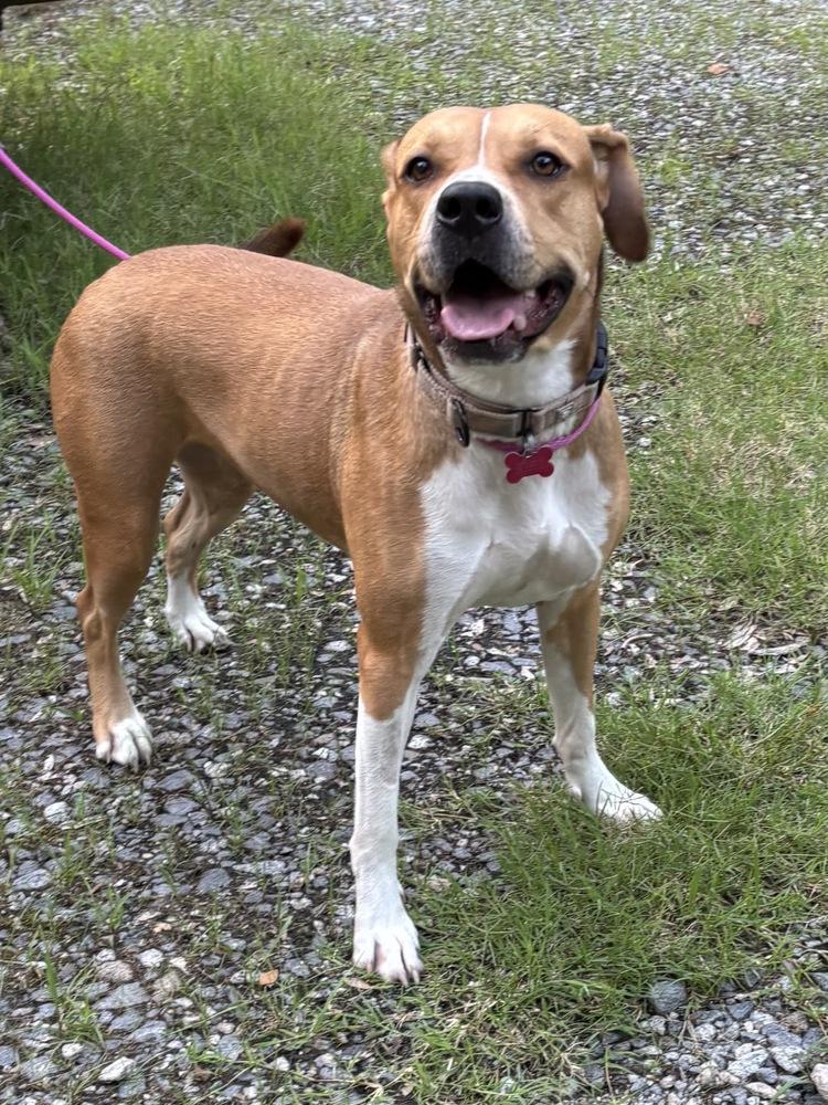 Buttercup, a Adoptable mixed breed in Boston, MA image 3/5