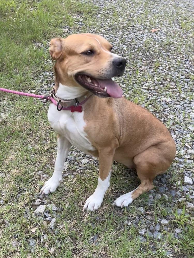 Buttercup, a Adoptable mixed breed in Boston, MA image 4/5