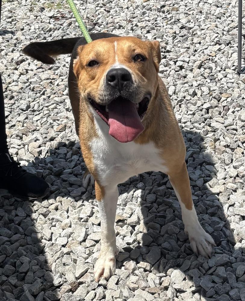 Buttercup, a Adoptable mixed breed in Boston, MA image 5/5