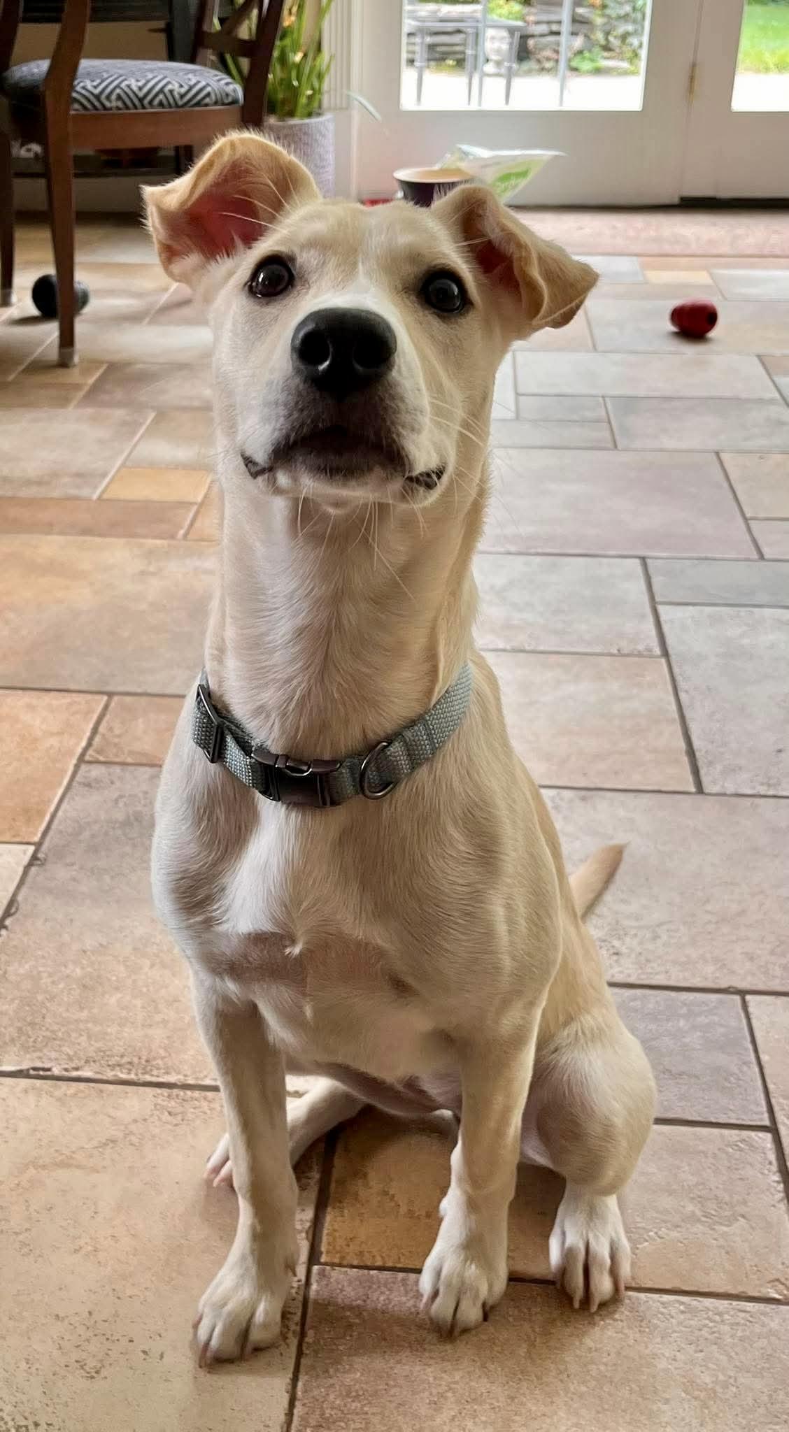 Enlarge Kali, a Adopted Labrador Retriever in West Haven, CT image 1/3