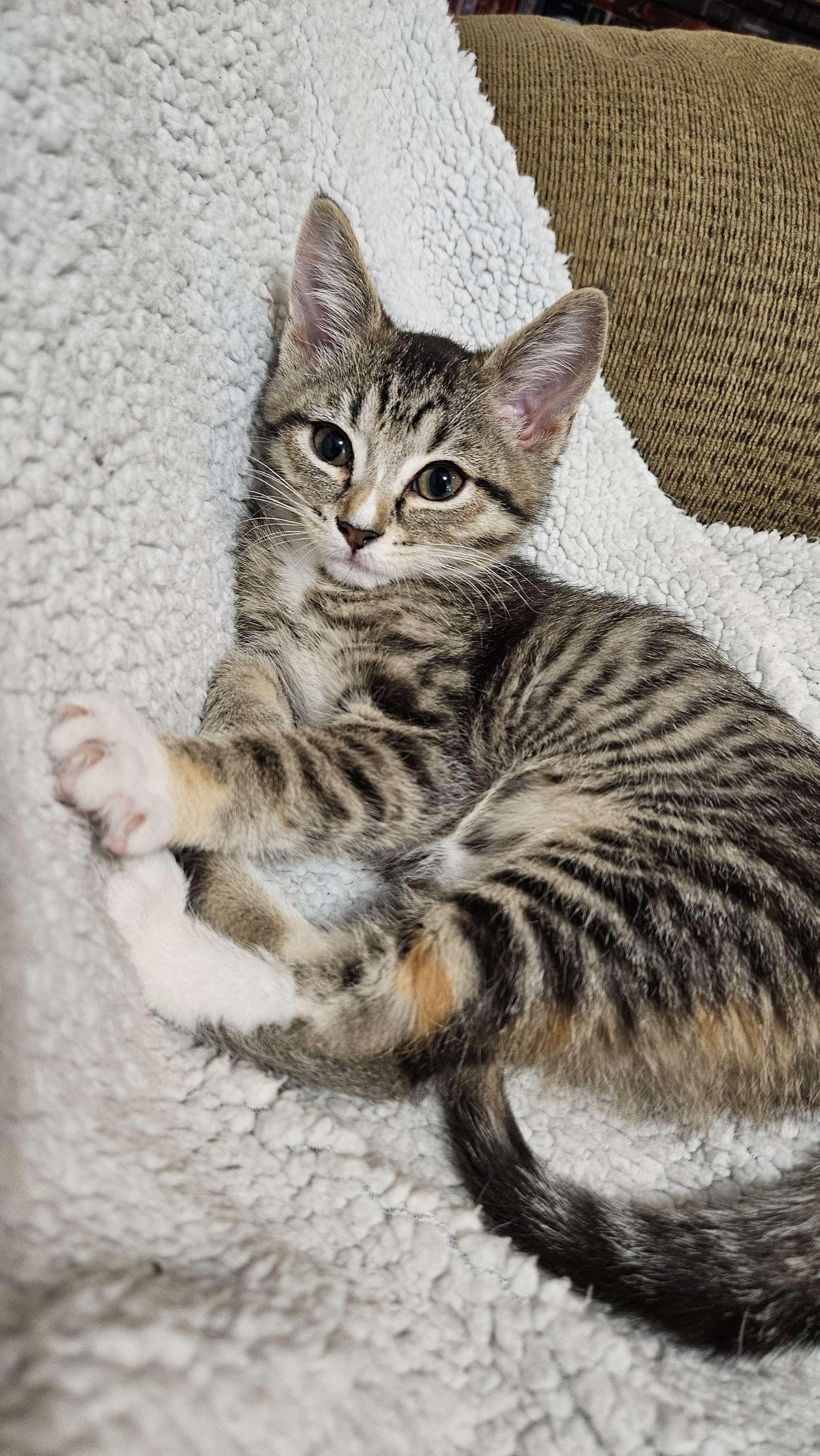 Reagan, Adopted, Kitten Female Domestic Short Hair.