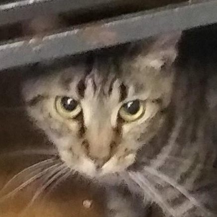 Enlarge Lays, a Adoptable Domestic Short Hair in Port Wentworth, GA image 3/3