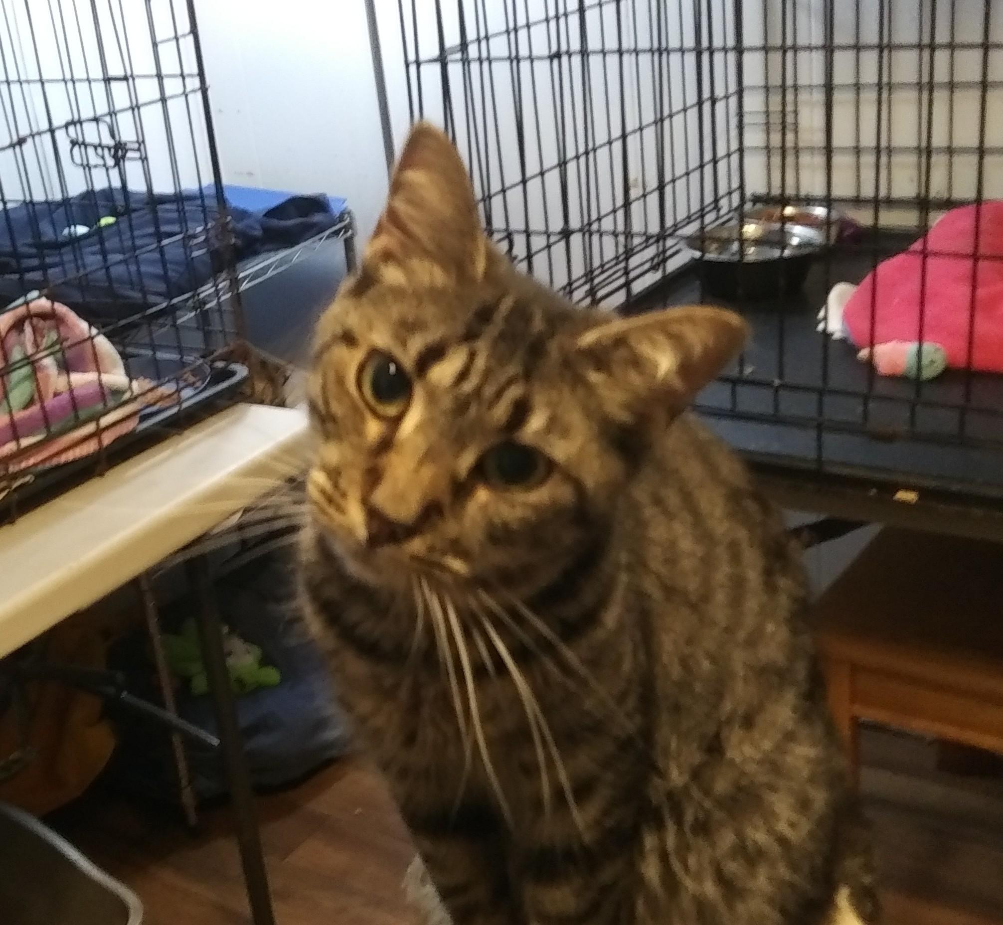 Enlarge Lays, a Adoptable Domestic Short Hair in Port Wentworth, GA image 2/3