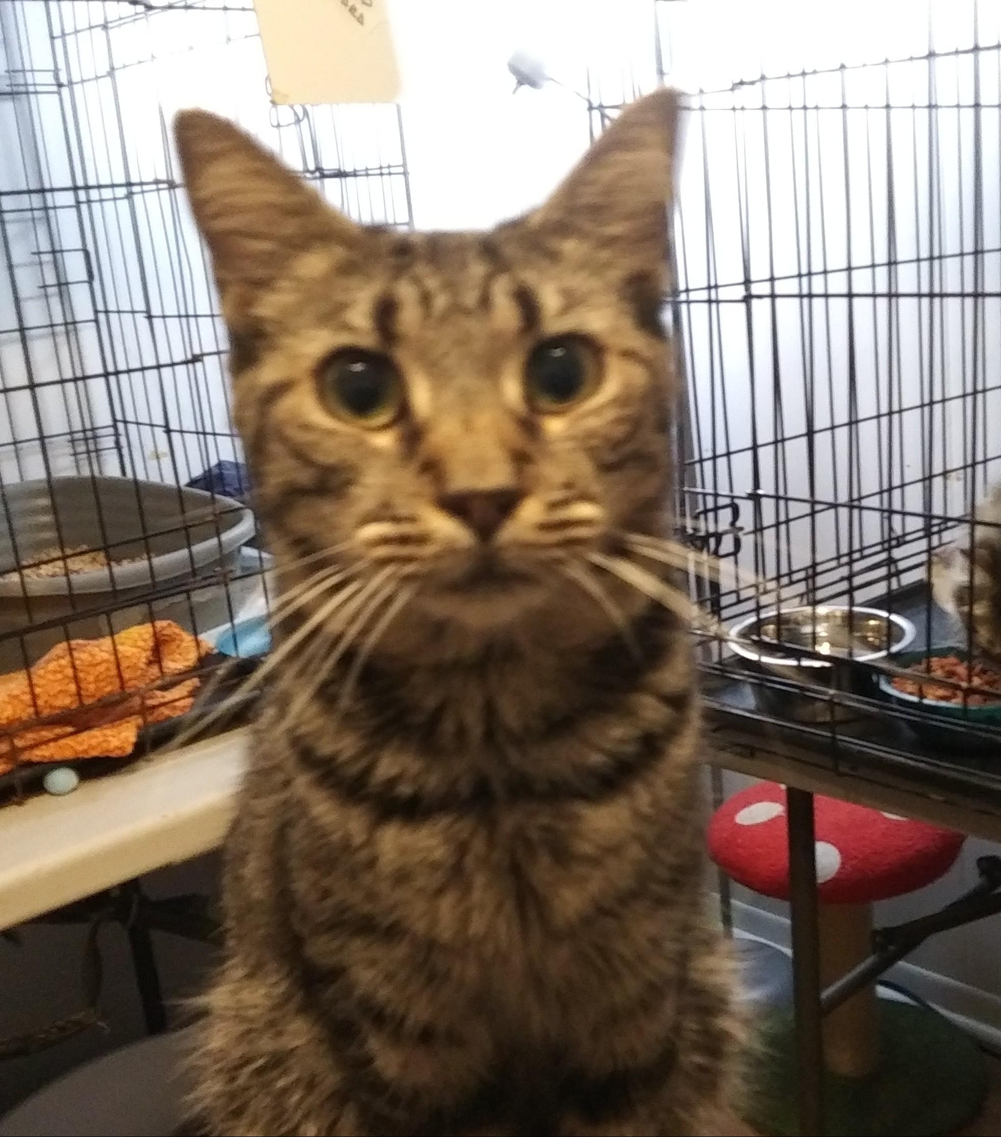 Enlarge Lays, a Adoptable Domestic Short Hair in Port Wentworth, GA image 1/3