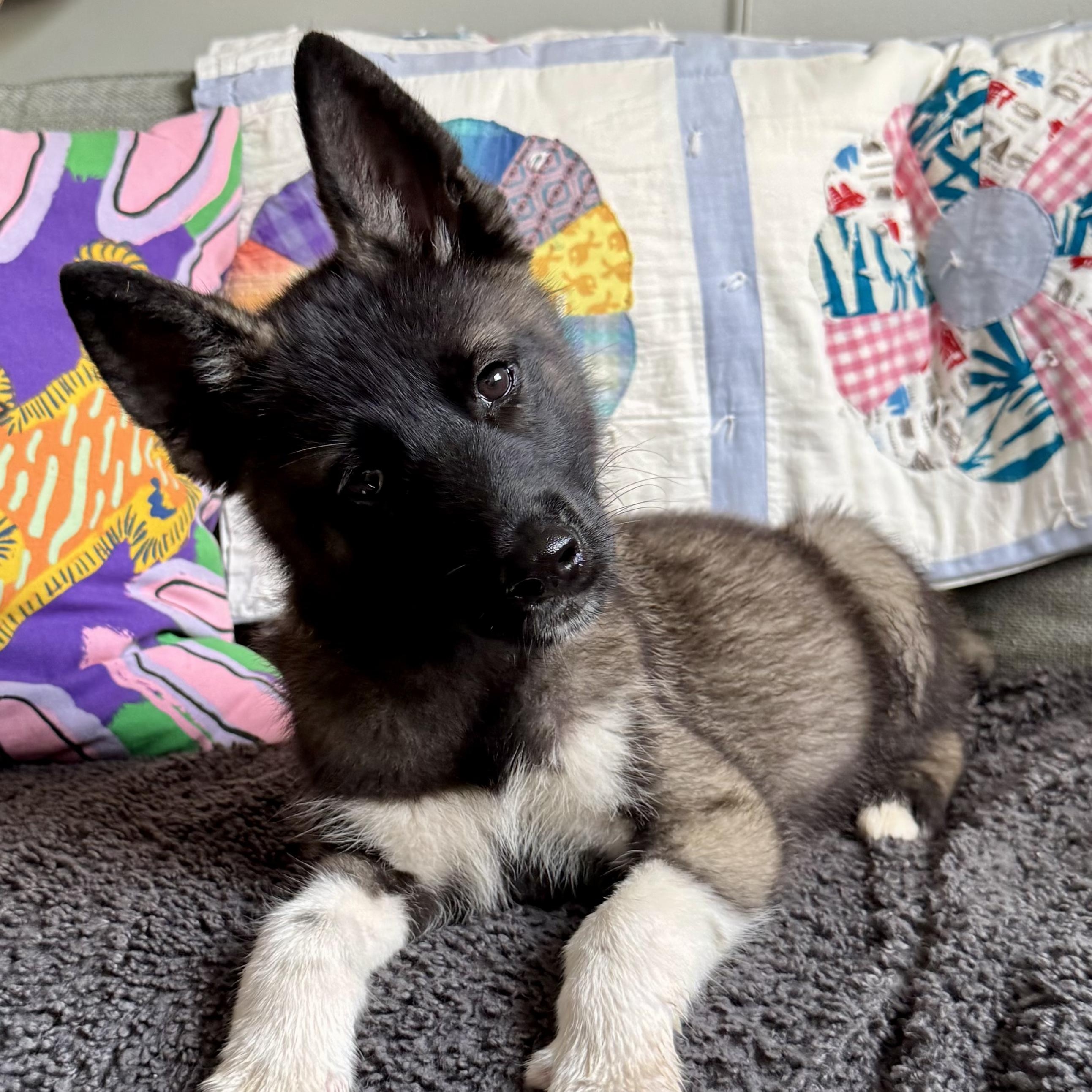 Enlarge Tennessee, a ADOPTABLE mixed breed in Richmond, VA image 3/4