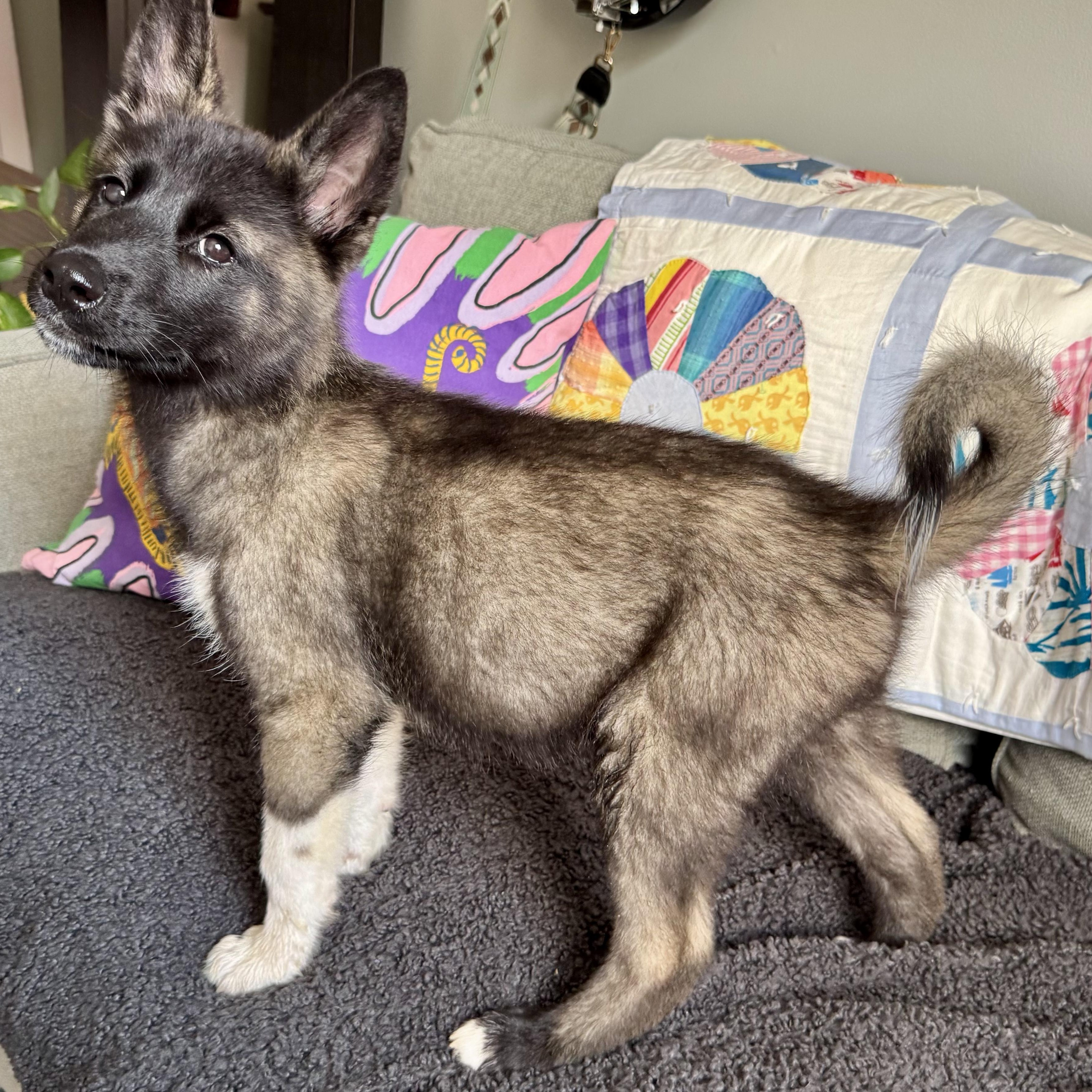 Enlarge Tennessee, a ADOPTABLE mixed breed in Richmond, VA image 2/4