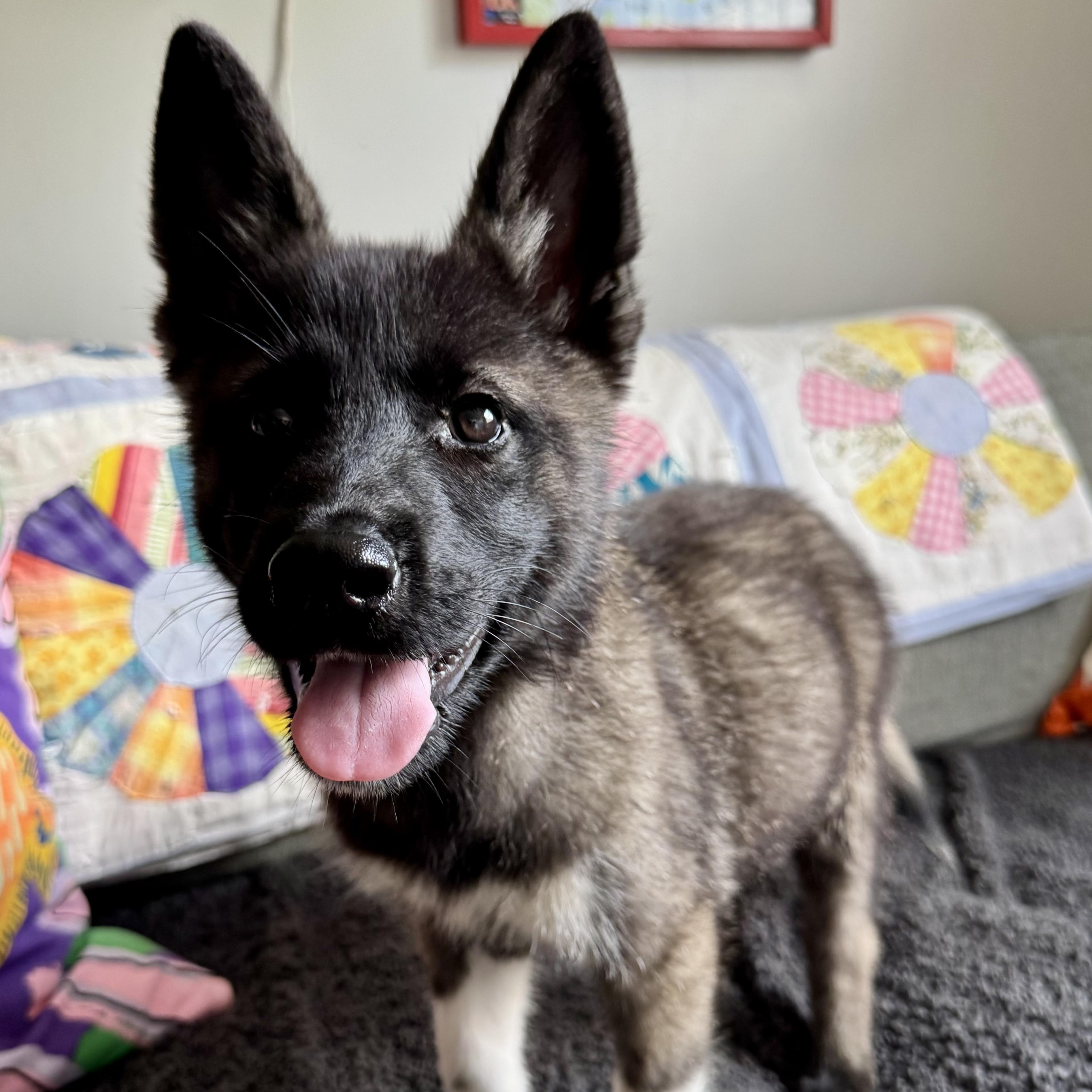 Enlarge Tennessee, a ADOPTABLE mixed breed in Richmond, VA image 1/4