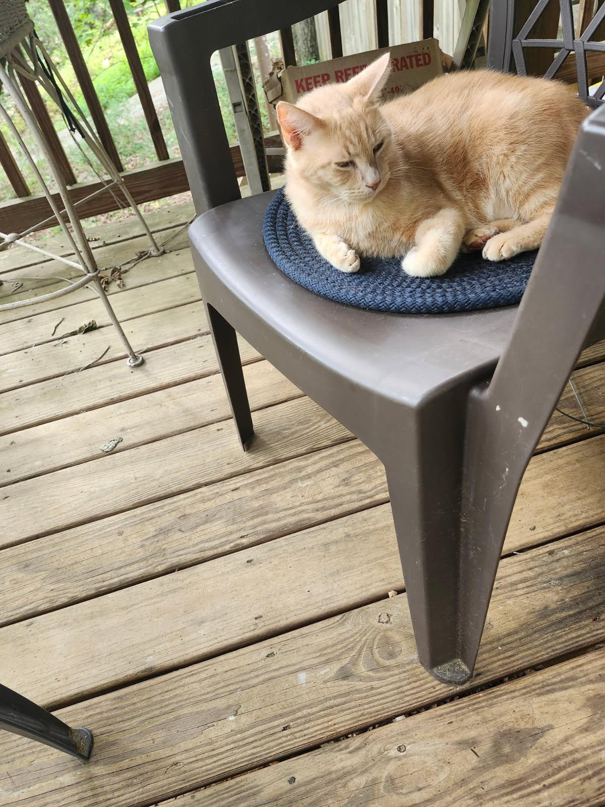 Champ, Adoptable, Adult Male Domestic Short Hair.