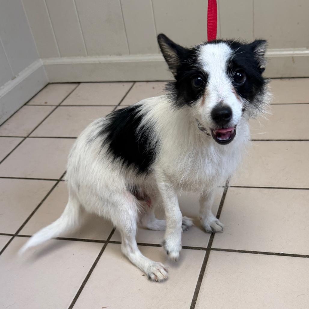 TUSC-Stray-83570 — thumbnail 2