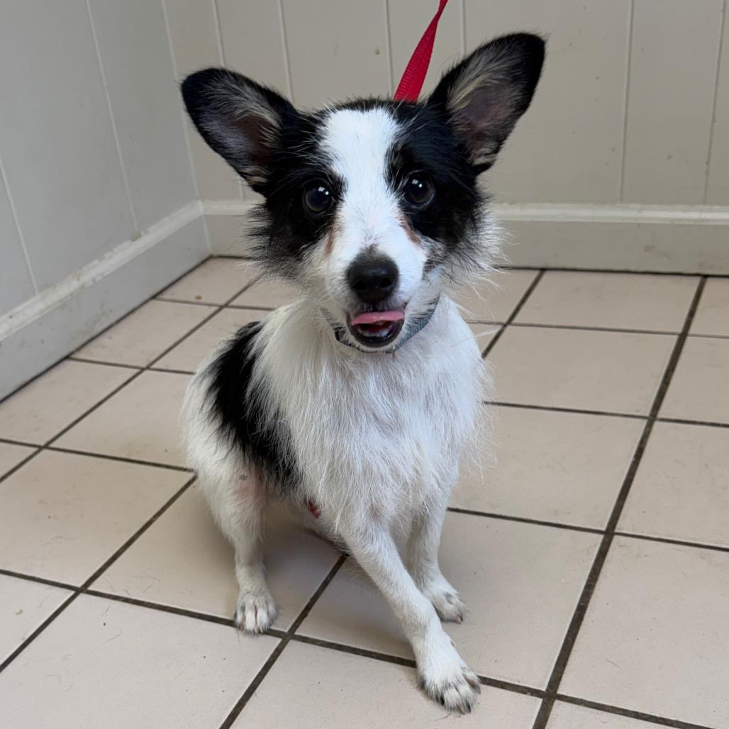 TUSC-Stray-83570 — thumbnail 3