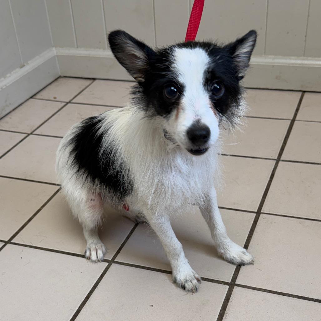 TUSC-Stray-83570 — thumbnail 4