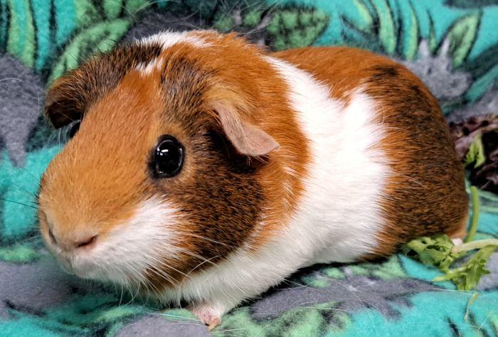 Enlarge Frisk, a ADOPTABLE Short-Haired in Steger, IL image 1/3