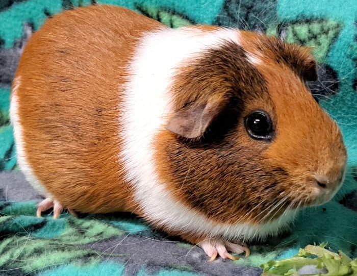 Enlarge Frisk, a ADOPTABLE Short-Haired in Steger, IL image 3/3
