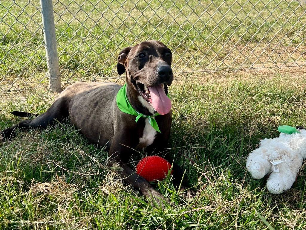 Saturn, Adoptable, Young Female Labrador Retriever.