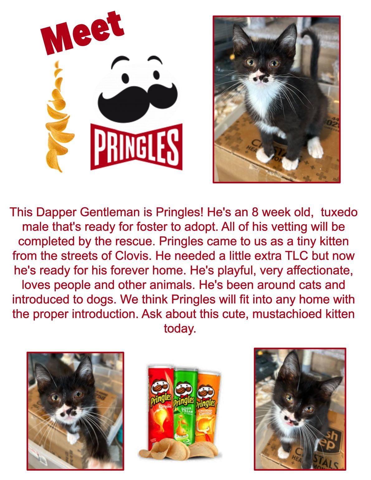 Pringle, an adoptable Domestic Short Hair in Clovis, NM, 88101 | Photo Image 1