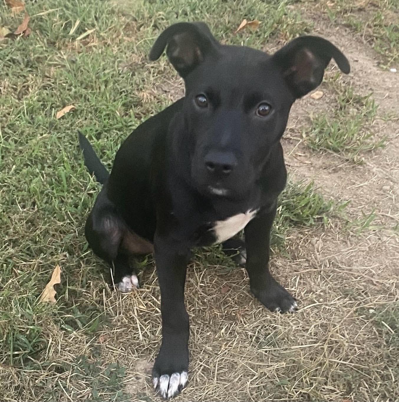 Enlarge Andy, a Adoptable mixed breed in Lancaster, MA image 4/6