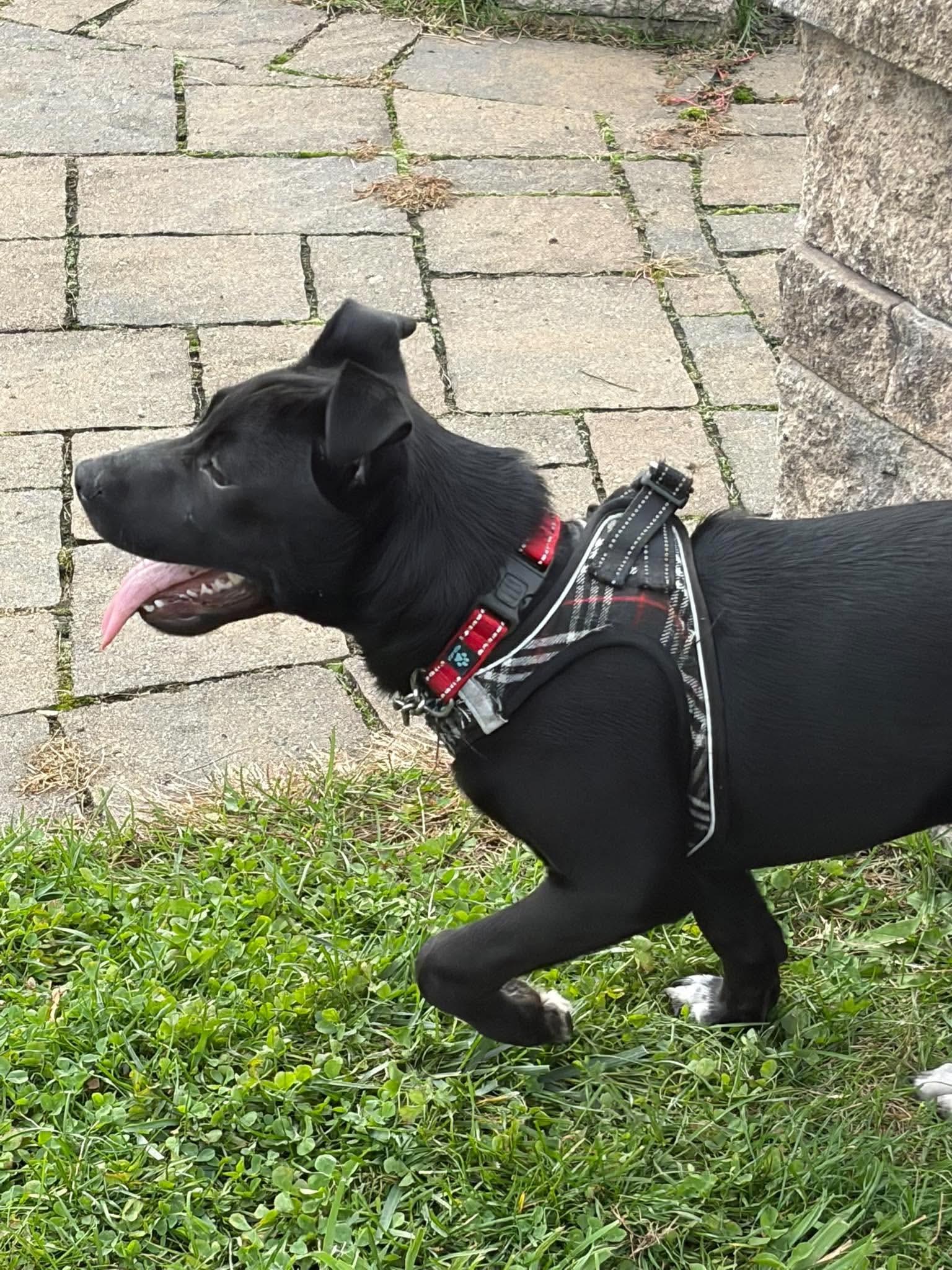 Enlarge Andy, a Adoptable mixed breed in Lancaster, MA image 6/6