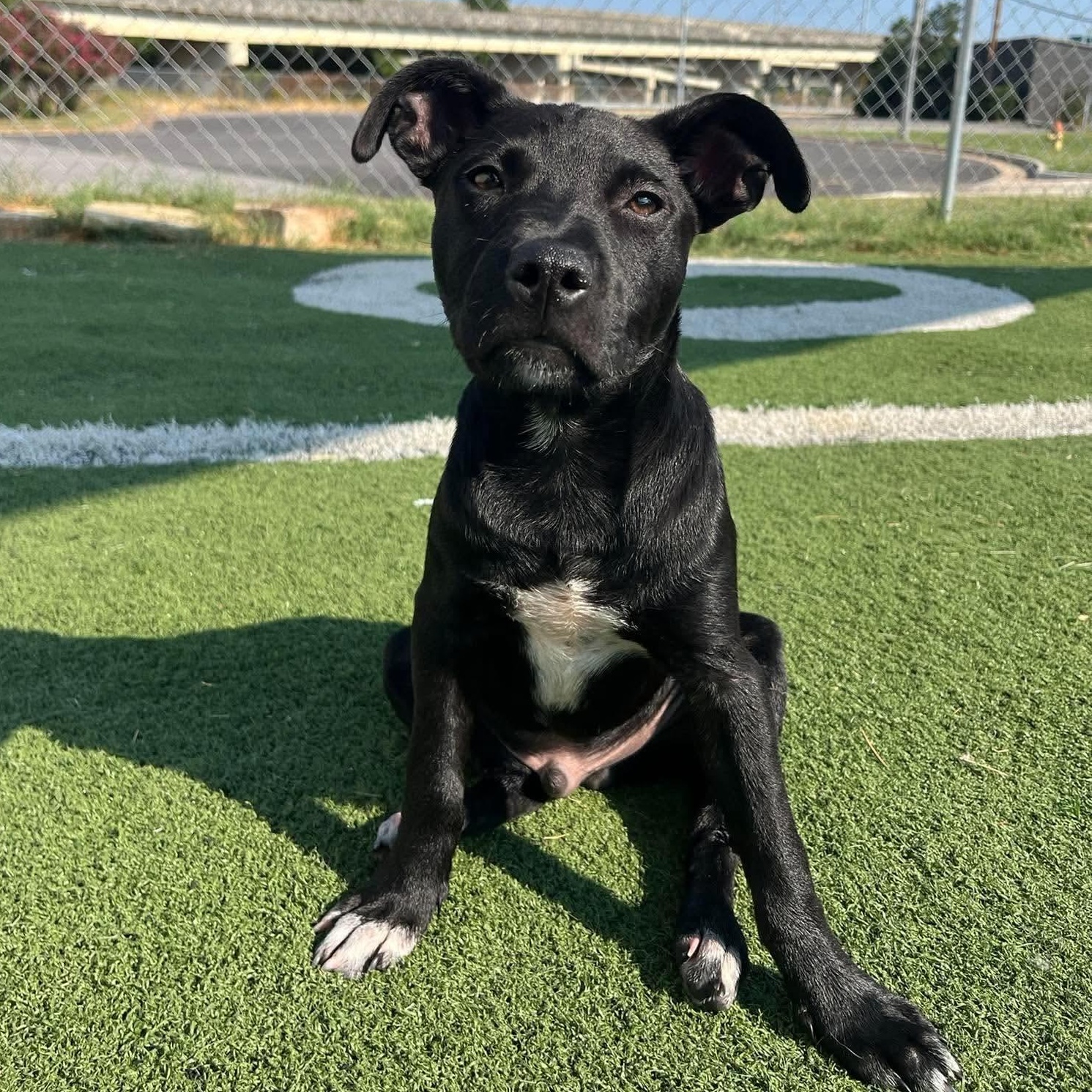 Enlarge Andy, a Adoptable mixed breed in Lancaster, MA image 2/6