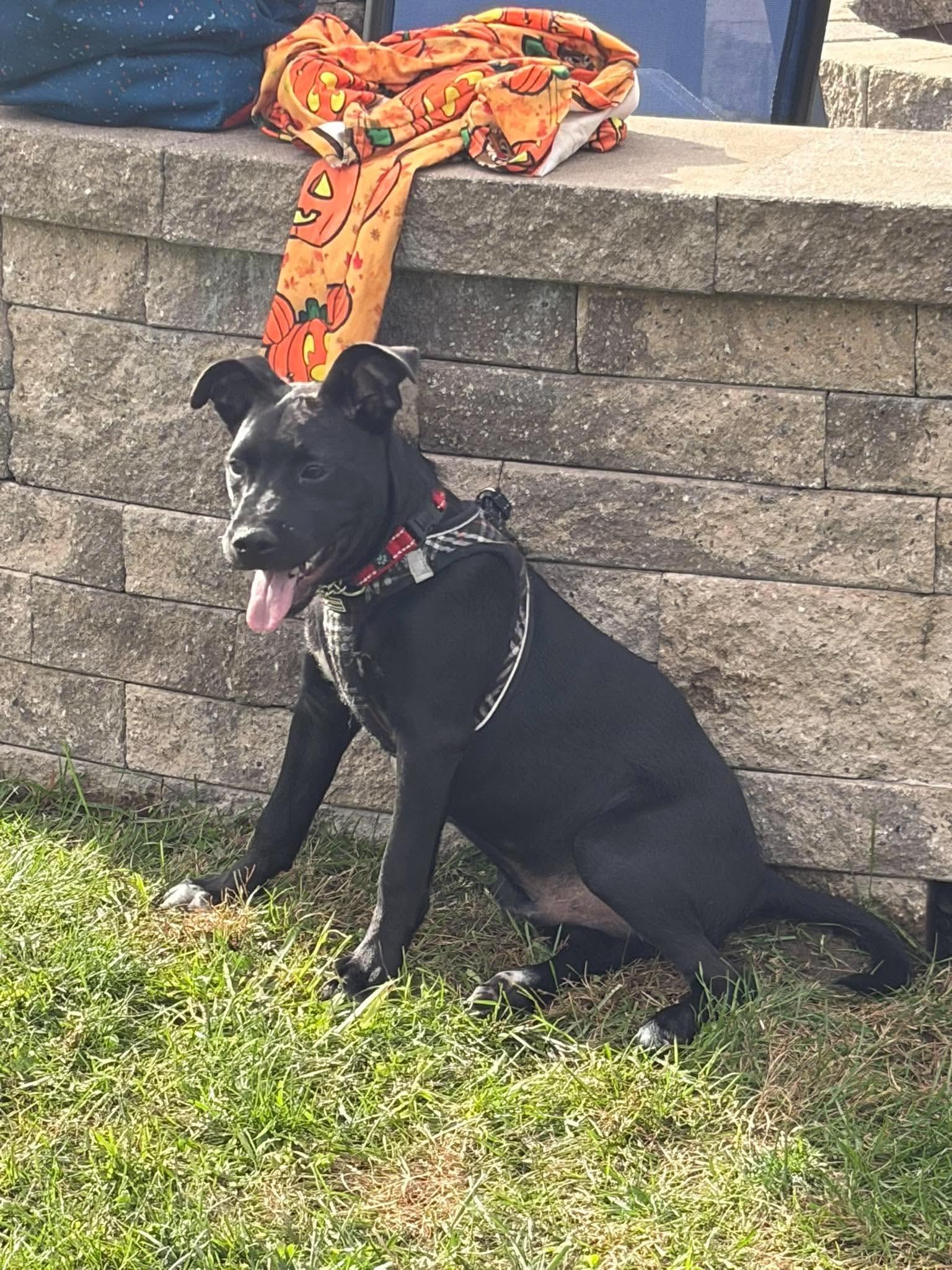 Enlarge Andy, a Adoptable mixed breed in Lancaster, MA image 5/6