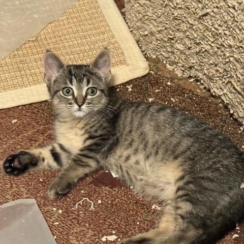 Enlarge Gremlin, a Adoptable Domestic Short Hair in Farmington, MN image 3/5