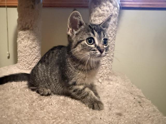 Enlarge Gremlin, a Adoptable Domestic Short Hair in Farmington, MN image 2/5