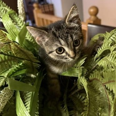 Enlarge Gremlin, a Adoptable Domestic Short Hair in Farmington, MN image 1/5