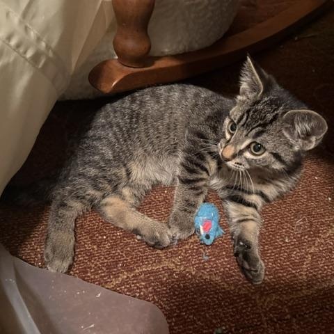 Enlarge Gremlin, a Adoptable Domestic Short Hair in Farmington, MN image 4/5