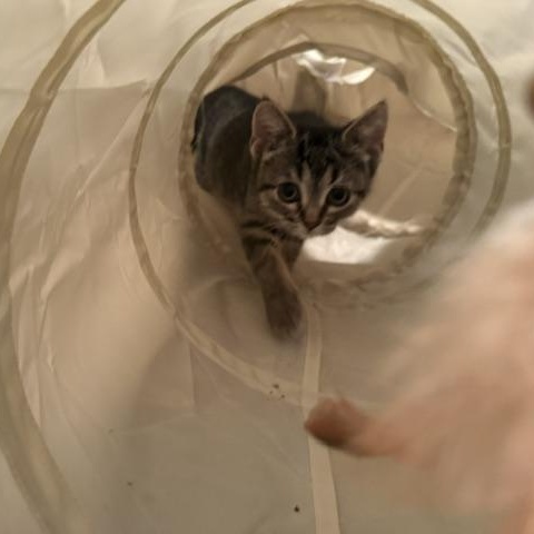 Enlarge Gremlin, a Adoptable Domestic Short Hair in Farmington, MN image 5/5