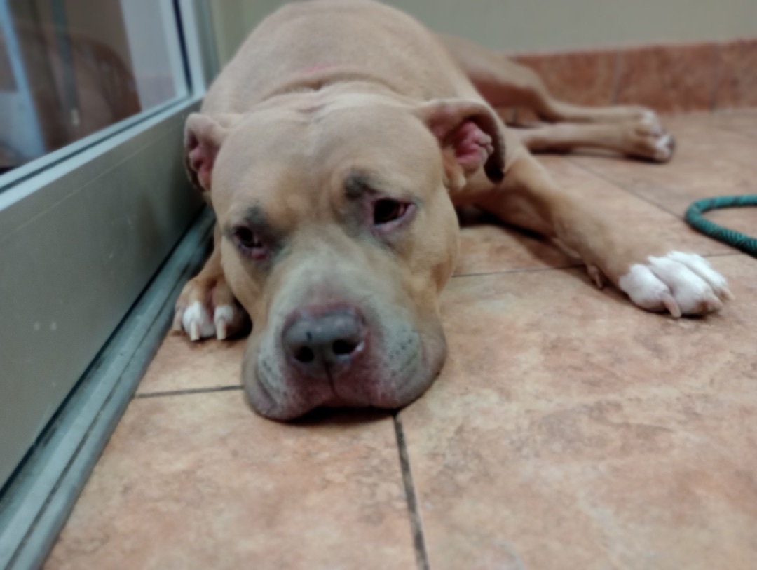 Phoenix, a Adoptable American Bulldog in Bixby, OK image 1/14