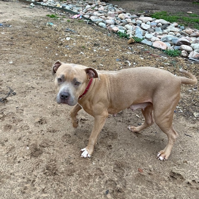 Phoenix, a Adoptable American Bulldog in Bixby, OK image 2/14