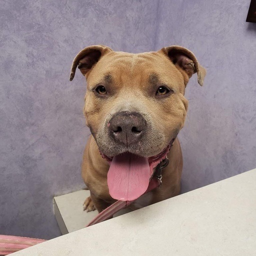 Phoenix, Adoptable, Adult Female American Bulldog.