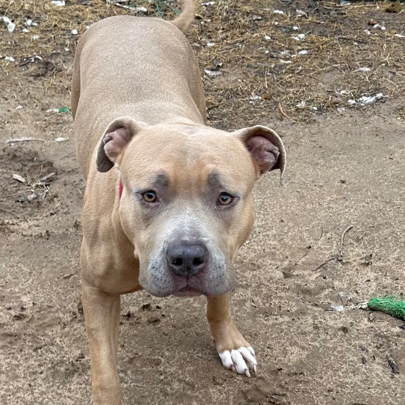 Phoenix, a Adoptable American Bulldog in Bixby, OK image 5/14