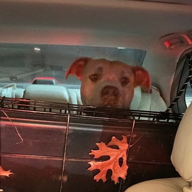 Phoenix, a Adoptable American Bulldog in Bixby, OK image 6/14