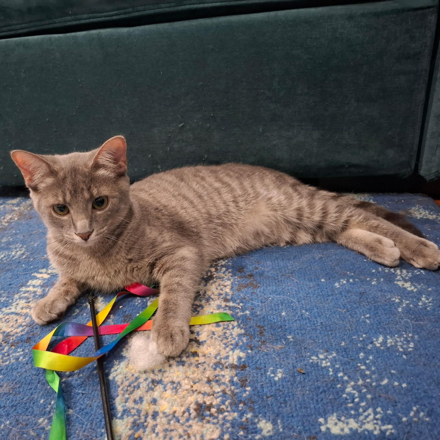 Moon Pie, Adoptable, Kitten Female Domestic Short Hair.