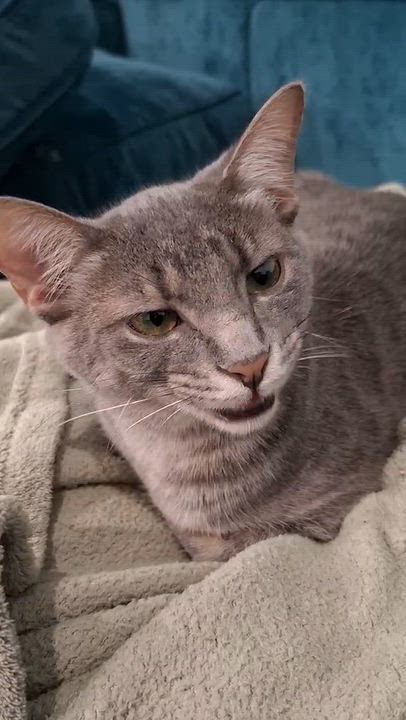 Enlarge Moon Pie, a Adoptable Domestic Short Hair in Cincinnati, OH video 2/2