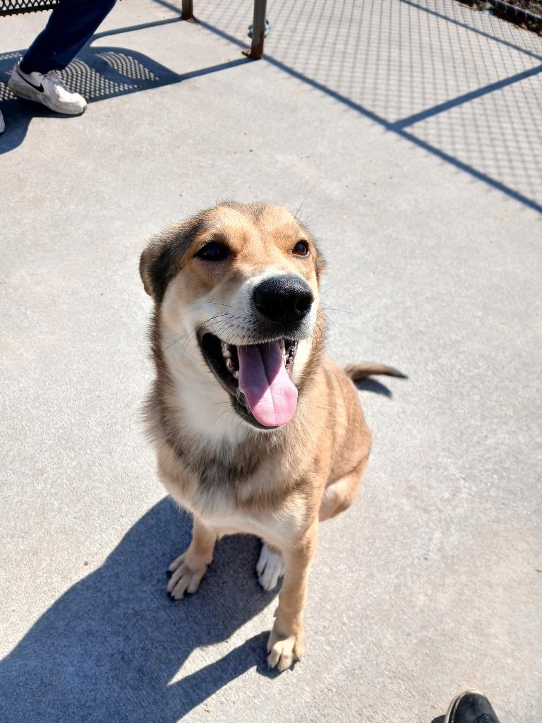 Georgia, Adoptable, Adult Female Mixed Breed.