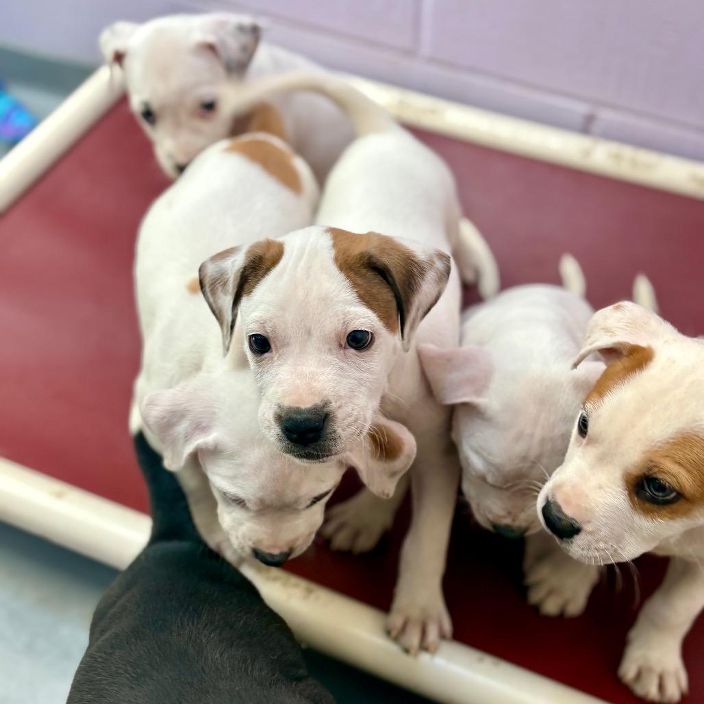 Enlarge Milk Bar, a Adoptable mixed breed in New Fairfield, CT image 1/5