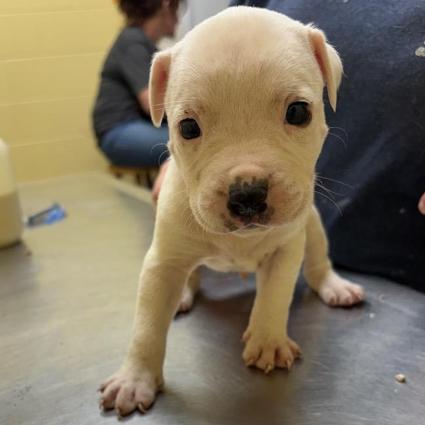 Enlarge Milk Bar, a Adoptable mixed breed in New Fairfield, CT image 2/5